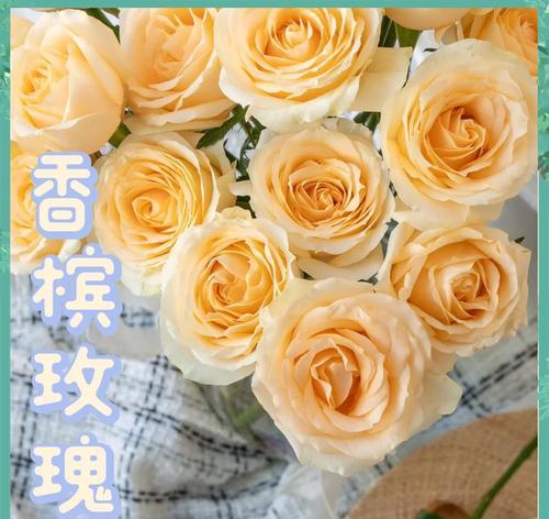 香槟的花语是什么？了解香槟背后的情感象征！
