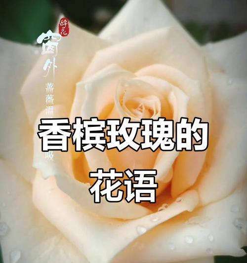 香槟的花语是什么？了解香槟背后的情感象征！