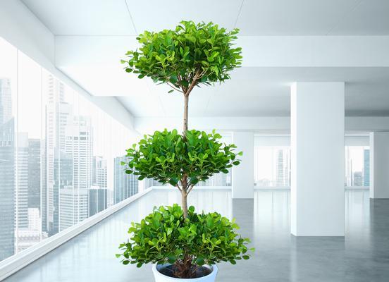 榕树花语是什么意思？如何理解榕树的象征意义？