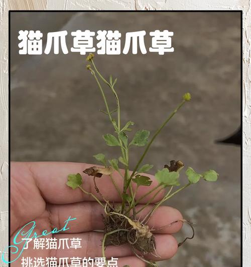 猫爪草花的寓意是什么意思？如何正确解读猫爪草花的象征意义？