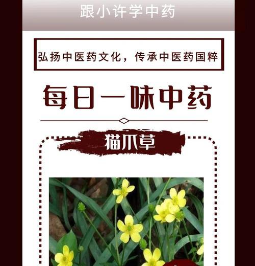 猫爪草花的寓意是什么意思？如何正确解读猫爪草花的象征意义？