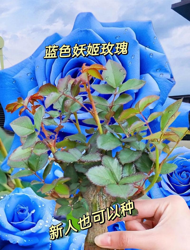 留不住的花语是什么？如何理解花语的深层含义？
