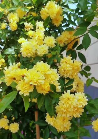留不住的花语是什么？如何理解花语的深层含义？