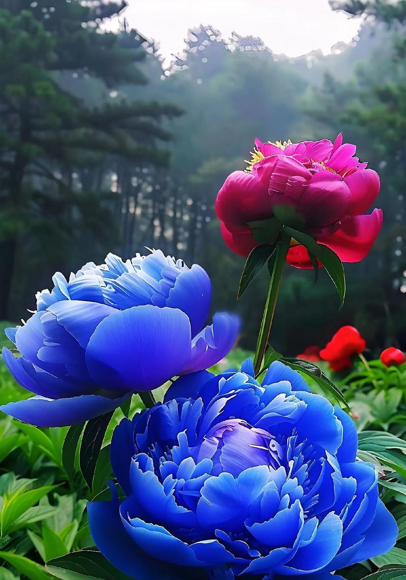象征性好运的花是什么花？如何选择寓意吉祥的花卉？