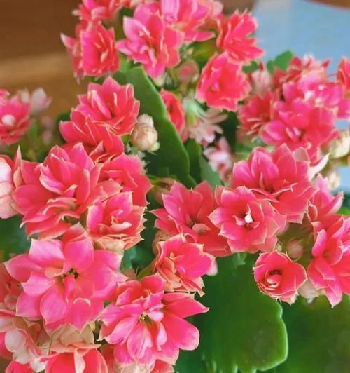 象征性好运的花是什么花？如何选择寓意吉祥的花卉？