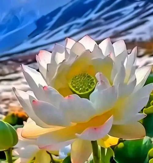 象征性好运的花是什么花？如何选择寓意吉祥的花卉？
