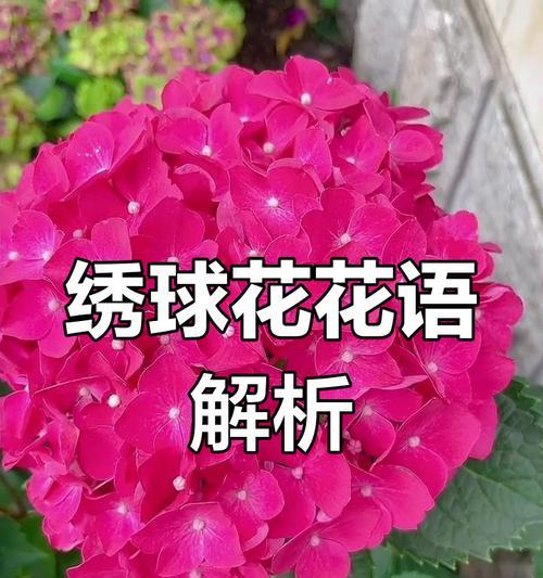 象征异地的花语是什么花？异地恋中送什么花最合适？