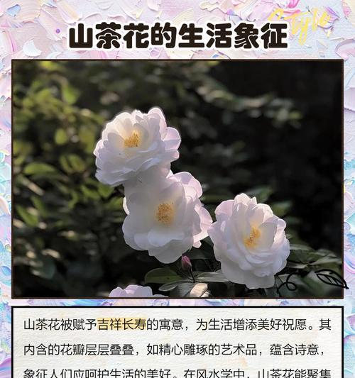 象征异地的花语是什么花？异地恋中送什么花最合适？