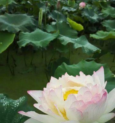 拗九节的象征花是什么？拗九节有哪些传统习俗？