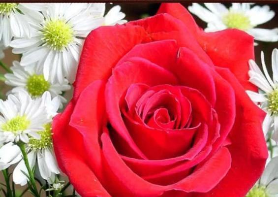 送闪嫂玫瑰花代表什么？玫瑰花数量的含义是什么？