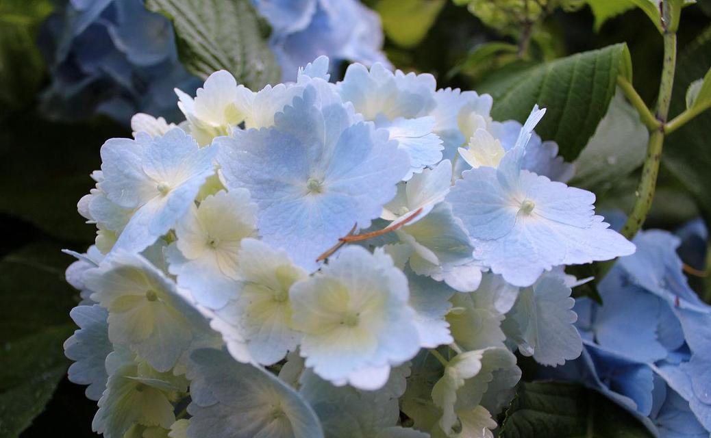 蓝白的花象征着什么？蓝白花卉的寓意有哪些？