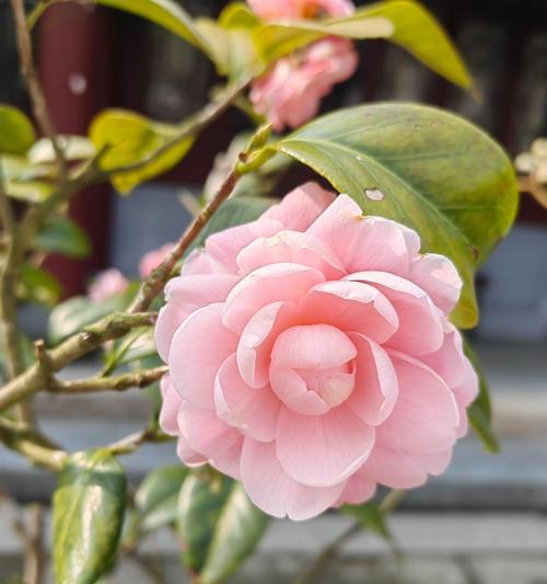 什么花象征闽南语文化？闽南语的代表花卉是什么？