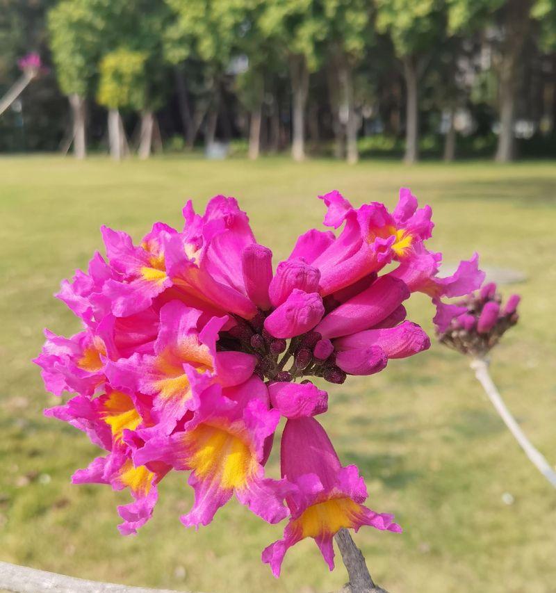 什么花象征闽南语文化？闽南语的代表花卉是什么？