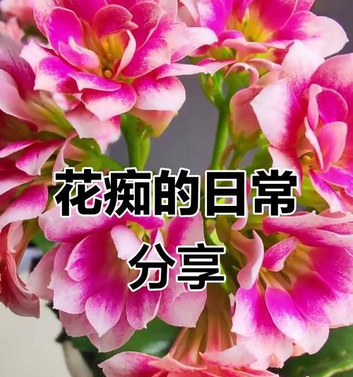 象征不可抗拒的花是什么花？这种花的花语有哪些含义？