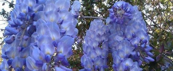象征不可抗拒的花是什么花？这种花的花语有哪些含义？
