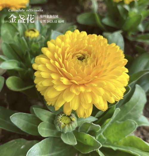 金盏花代表什么含义？金盏花的花语有哪些常见问题？