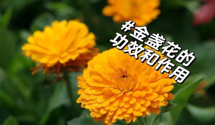 金盏花代表什么含义？金盏花的花语有哪些常见问题？