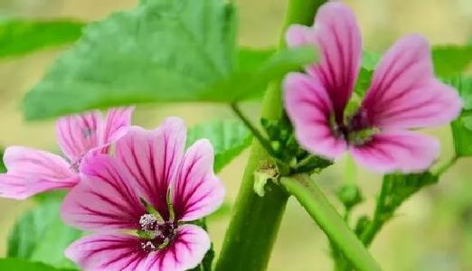 为自己骄傲花语是什么？如何表达自我欣赏的情感？