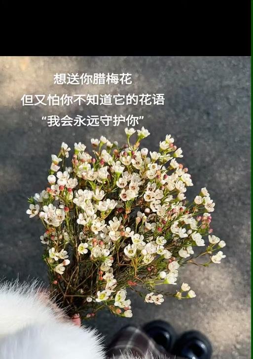 为自己骄傲花语是什么？如何表达自我欣赏的情感？