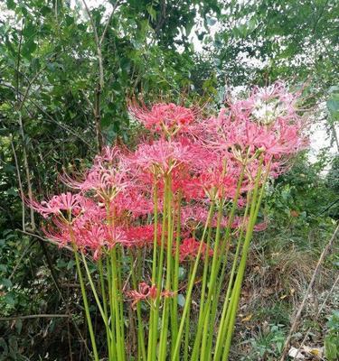 象征幽灵的花是什么花呢？这种神秘花卉的含义是什么？