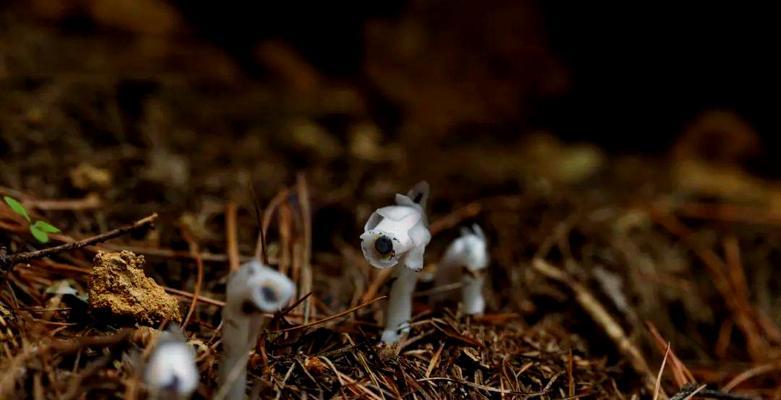 象征幽灵的花是什么花呢？这种神秘花卉的含义是什么？