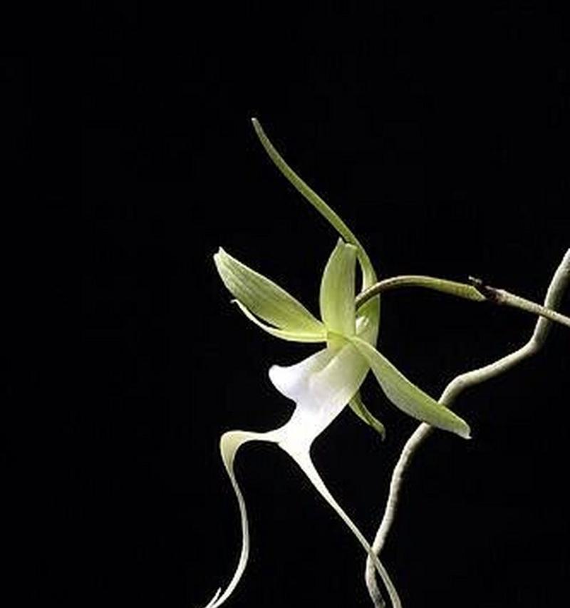 象征幽灵的花是什么花呢？这种神秘花卉的含义是什么？