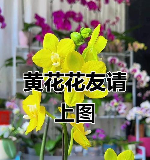 黄的花代表什么？不同种类的黄色花朵寓意有何不同？