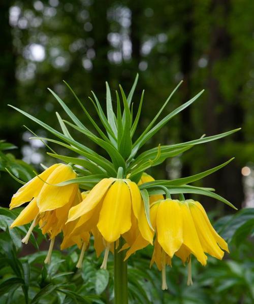 黄的花代表什么？不同种类的黄色花朵寓意有何不同？