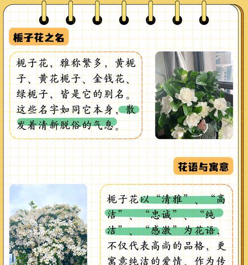 花和它的寓意是什么？如何解读不同花卉的象征意义？