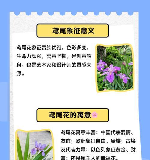 花和它的寓意是什么？如何解读不同花卉的象征意义？