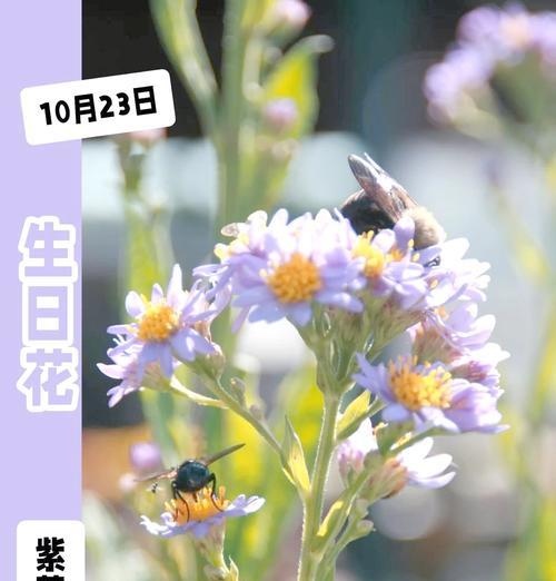 什么花代表智慧？花语中智慧的花朵有哪些？