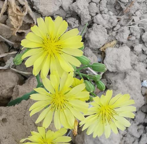 象征欣欣向上的花是什么花？这种花的寓意和特点是什么？