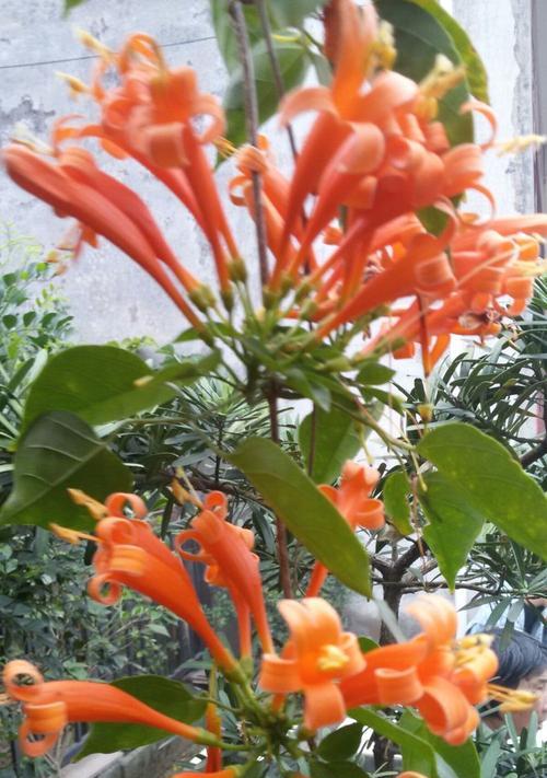 象征欣欣向上的花是什么花？这种花的寓意和特点是什么？