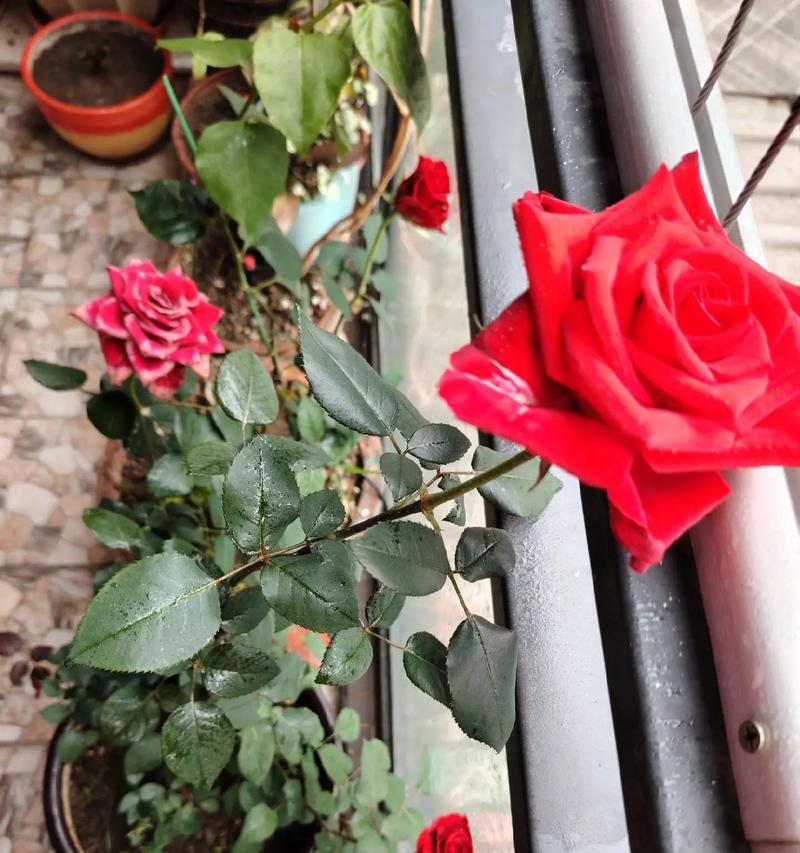象征欣欣向上的花是什么花？这种花的寓意和特点是什么？