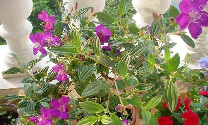 香草柠檬花语是什么？了解其独特含义和象征意义