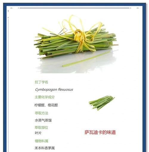香草柠檬花语是什么？了解其独特含义和象征意义