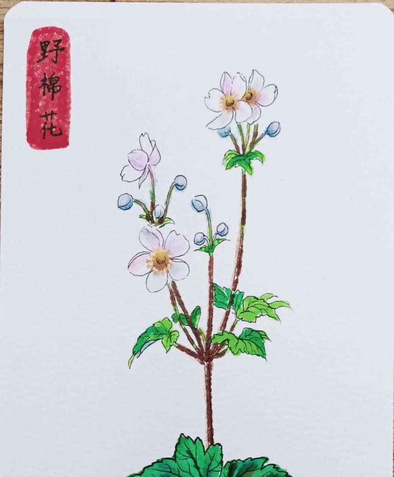 棉花的花语是什么意思？了解棉花的象征意义和用途？