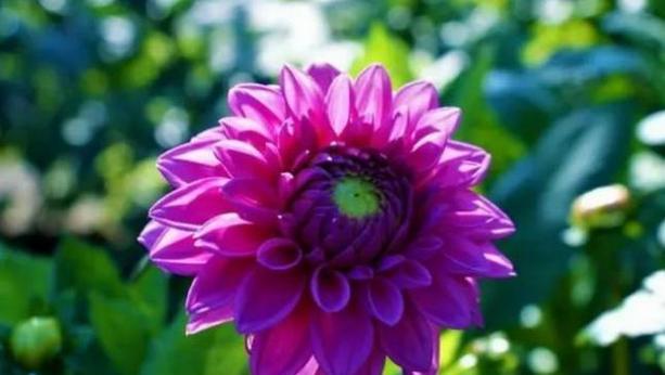 象征勇气和智慧的花有哪些？它们的花语是什么？