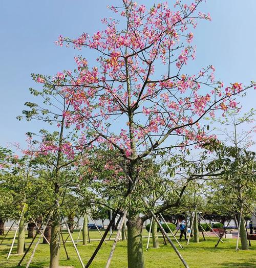 象征勇气和智慧的花有哪些？它们的花语是什么？