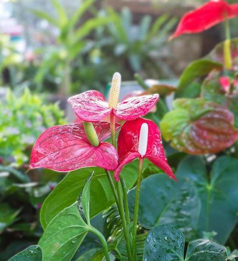 象征勇气和智慧的花有哪些？它们的花语是什么？