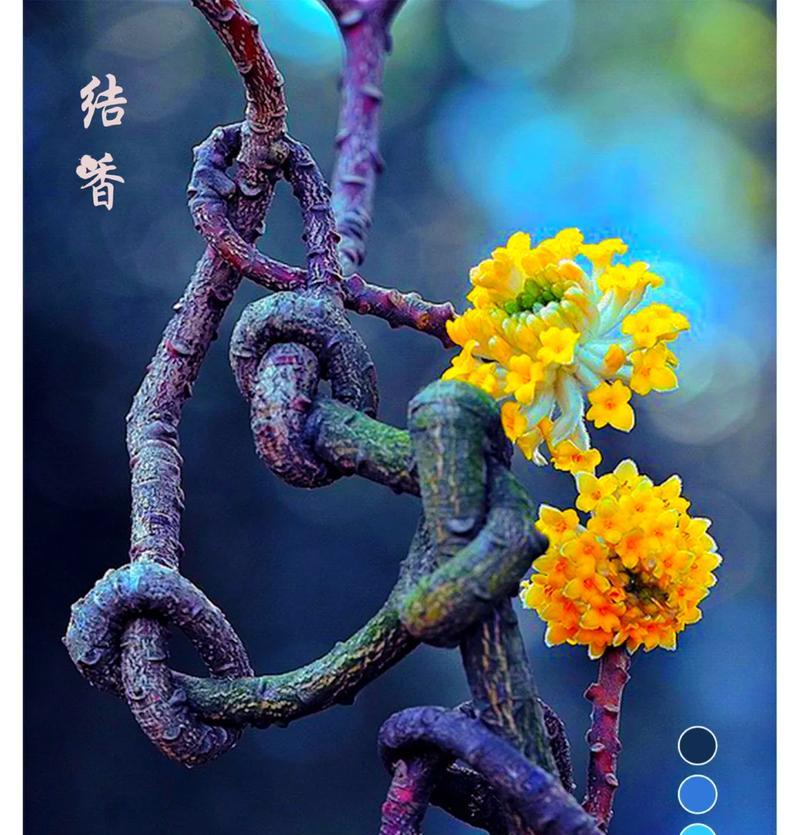 象征性的花是什么花啊？花语和象征意义有哪些？