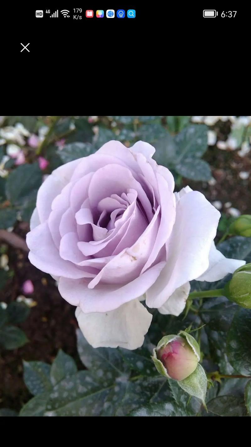 象征性的花是什么花啊？花语和象征意义有哪些？