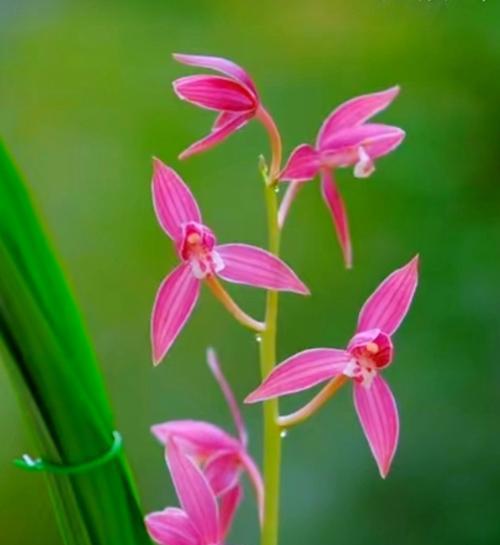 象征万事开头的花是什么花？这种花的含义和用途有哪些？