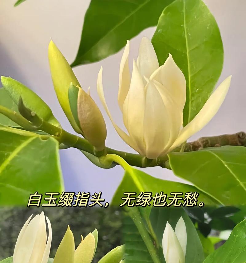 白兰花的花语是什么？如何正确解读白兰花的含义？