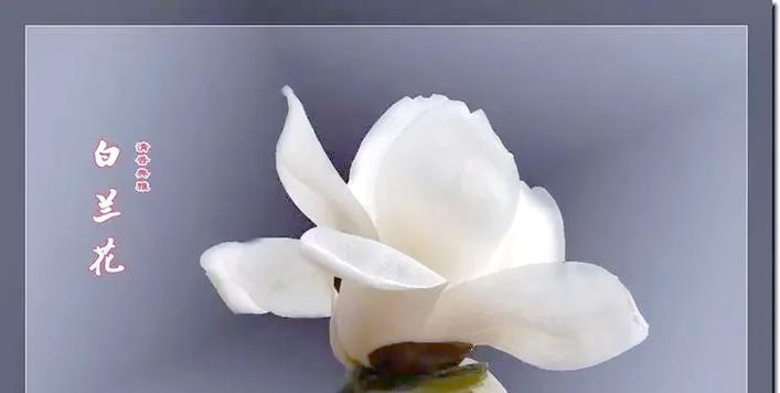 白兰花的花语是什么？如何正确解读白兰花的含义？