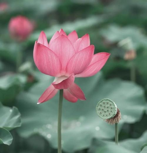 莲花的花语是什么？如何解读莲花的象征意义？