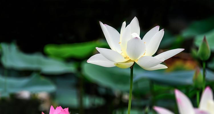 莲花的花语是什么？如何解读莲花的象征意义？