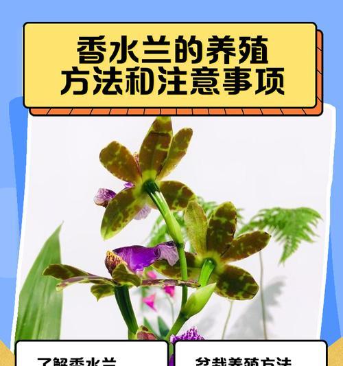 佩兰寓意和花语是什么？