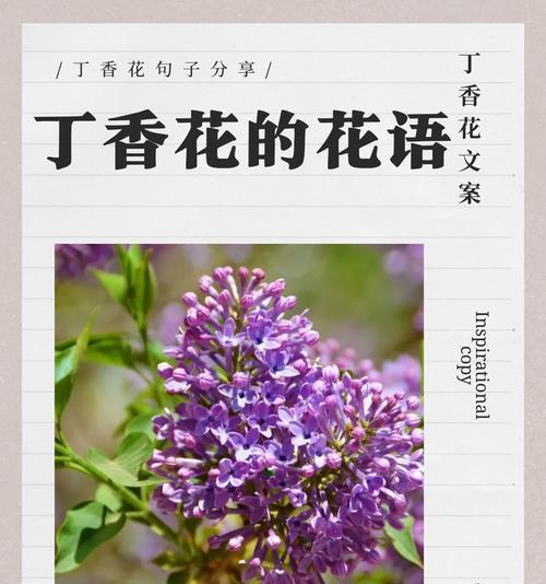 恶魔之花象征着什么？其含义和历史背景是什么？