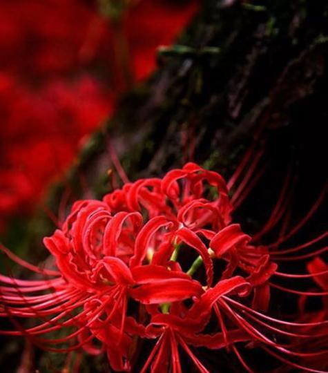 象征保家卫国的花是什么花？这种花的含义和历史背景是什么？